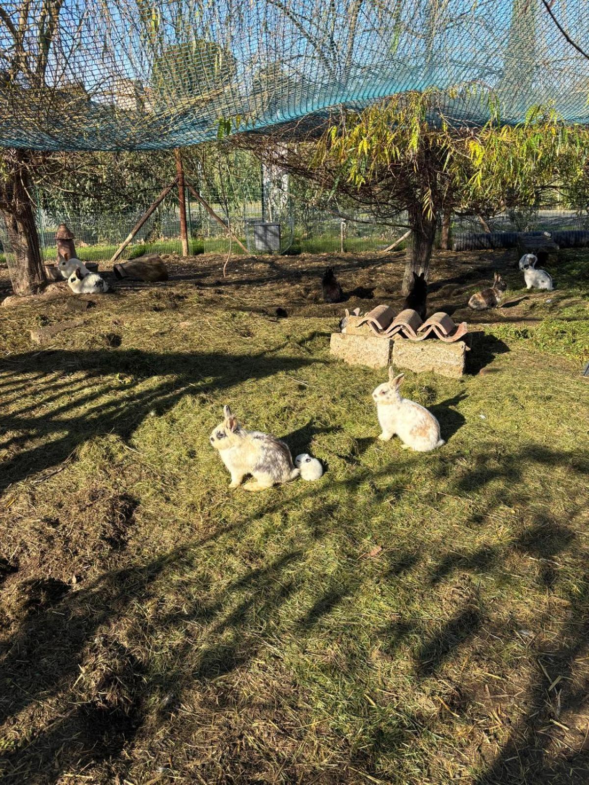 Fattoria Palazzeta - Pet & Family Friendly Aparthotel Cecina  Exterior photo